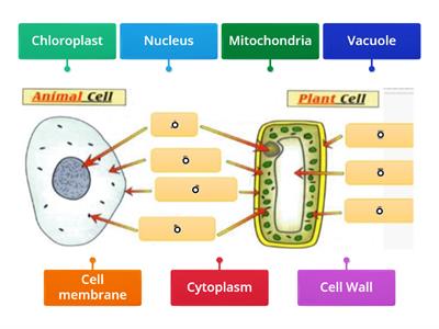 Animal and Plant Cells