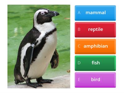 VISUALENGLISH.PL 6 - UNIT 4 - ANIMAL GROUPS - Classify animals