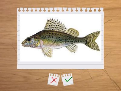 Poznávačka ryby soutěž