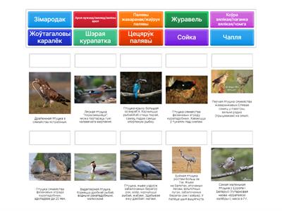 Цікавыя птушкі Беларусі