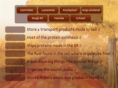 Organelles :)