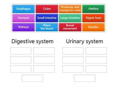 Digestive system vs. Urinary system