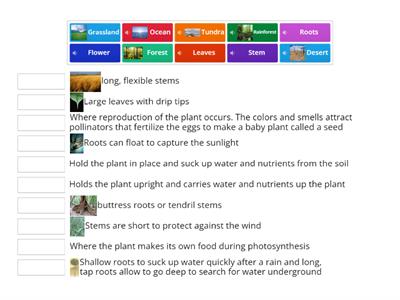 Plant Structures and Function