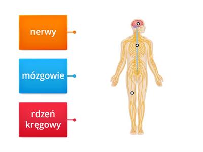 układ nerwowy