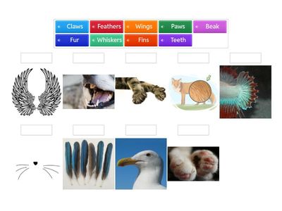 Paws and Claws+audio