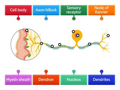 Label the sensory neuron