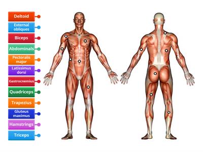 Label muscles front and back view