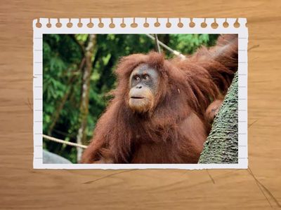 07 UNIT 2 - VOCABULARY II