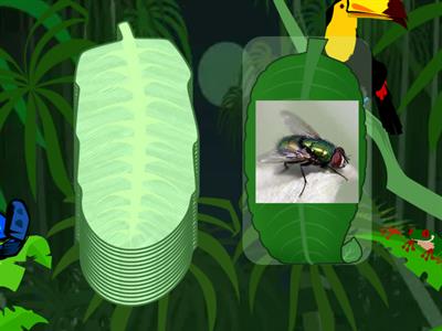 Насекомые 昆虫