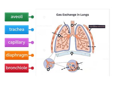 Parts of the Lungs