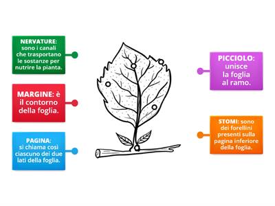 Copia di Le parti della foglia.
