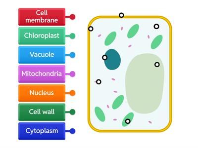 Labelling a plant cell