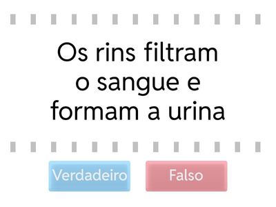 Sistema Urinário – V ou F?
