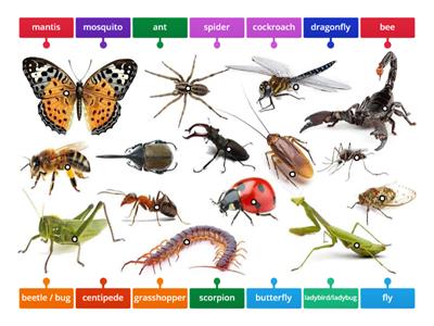 Label the insects