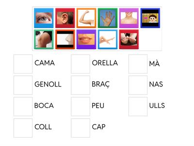 Uneix les parts del cos amb el seu nom