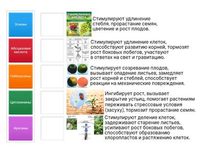 Ростовые вещества