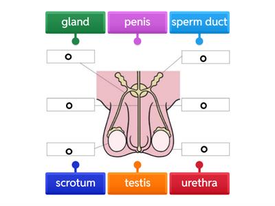 Male Reproductive System