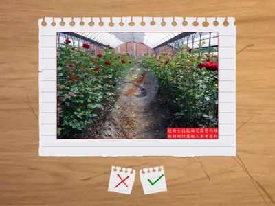 19.--灌木(錫蘭葉下株-白雪木)