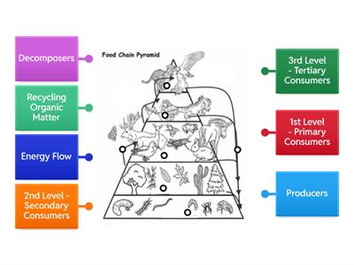 Food Chain - Energy Pyramid Vocab