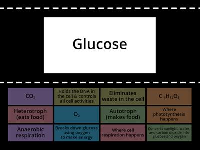 Cell Processes Review