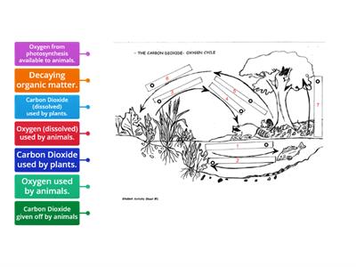 Carbon Dioxide Oxygen Cycle