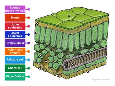 Leaf structure Diagram CES
