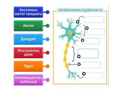 Анустан сперматозоидтың ағуы видео