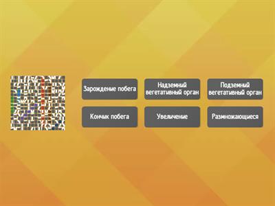 ПОБЕГ биология 6 класс