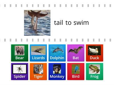 Animal Adaptations