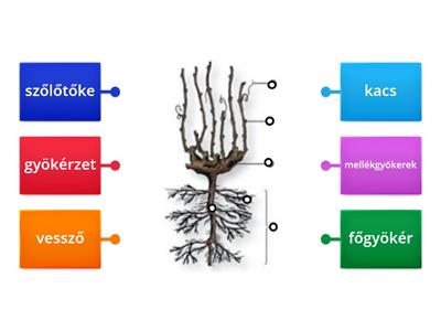 Szőlő felépítése