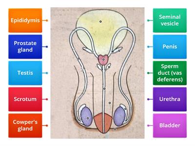 Male reproductive system