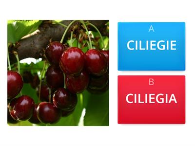 singolare e plurale 5