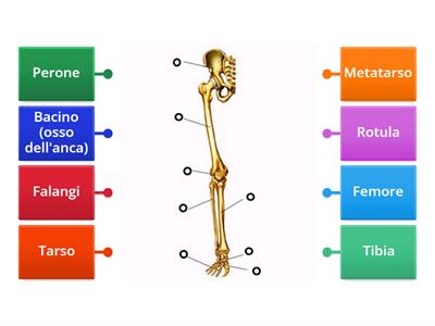 Scheletro - arti inferiori
