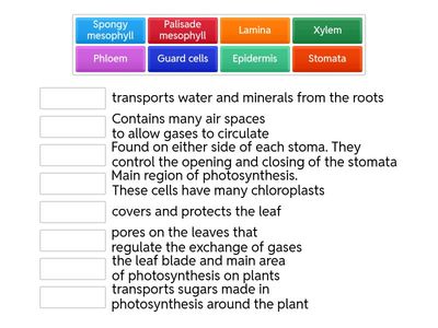 Leaf Structure functions