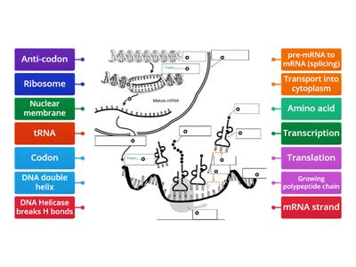 Transcription and Translation labelling