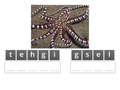 Octopus Anagram