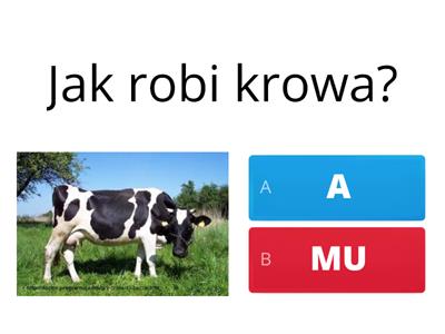 Jak robią zwierzęta?