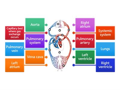 Cardiovascular system - Label the double circulatory system