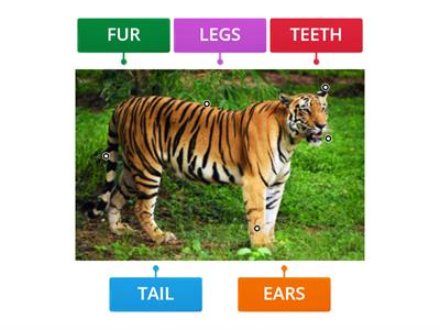 Animal body parts