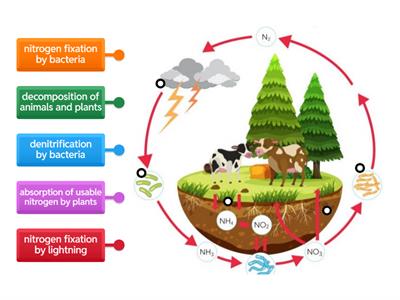 Nitrogen Cycle Diagram