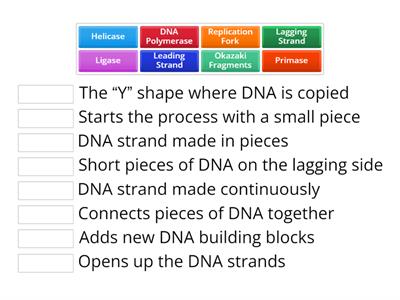 DNA Replication