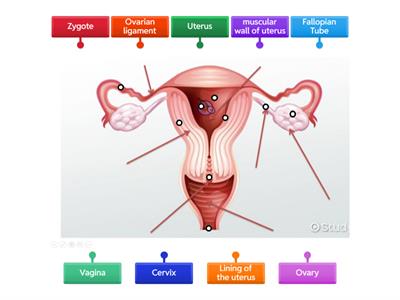 Female Reproductive System JM