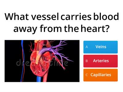 Blood and lymph quiz