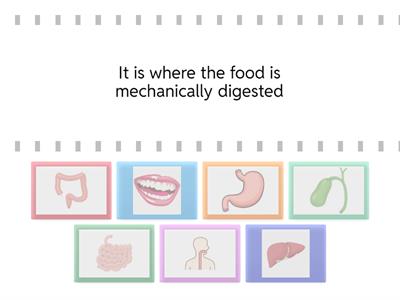 Functions of Digestive System G4