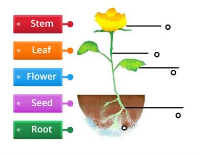 3rd Parts of a plant