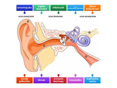 Budowa ucha