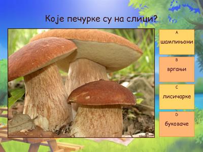  ПРИЧА О ПЕЧУРКАМА