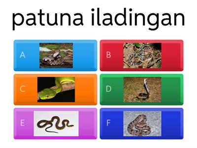 布農族7-8蛇的名字