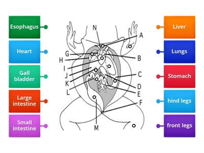 Frog Anatomy Review