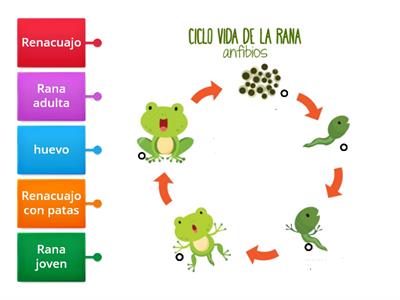 Ciclo de vida de la rana